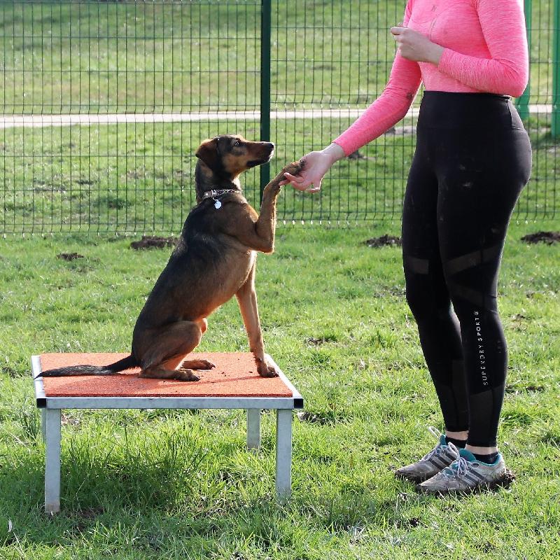 Table parcours canin_1