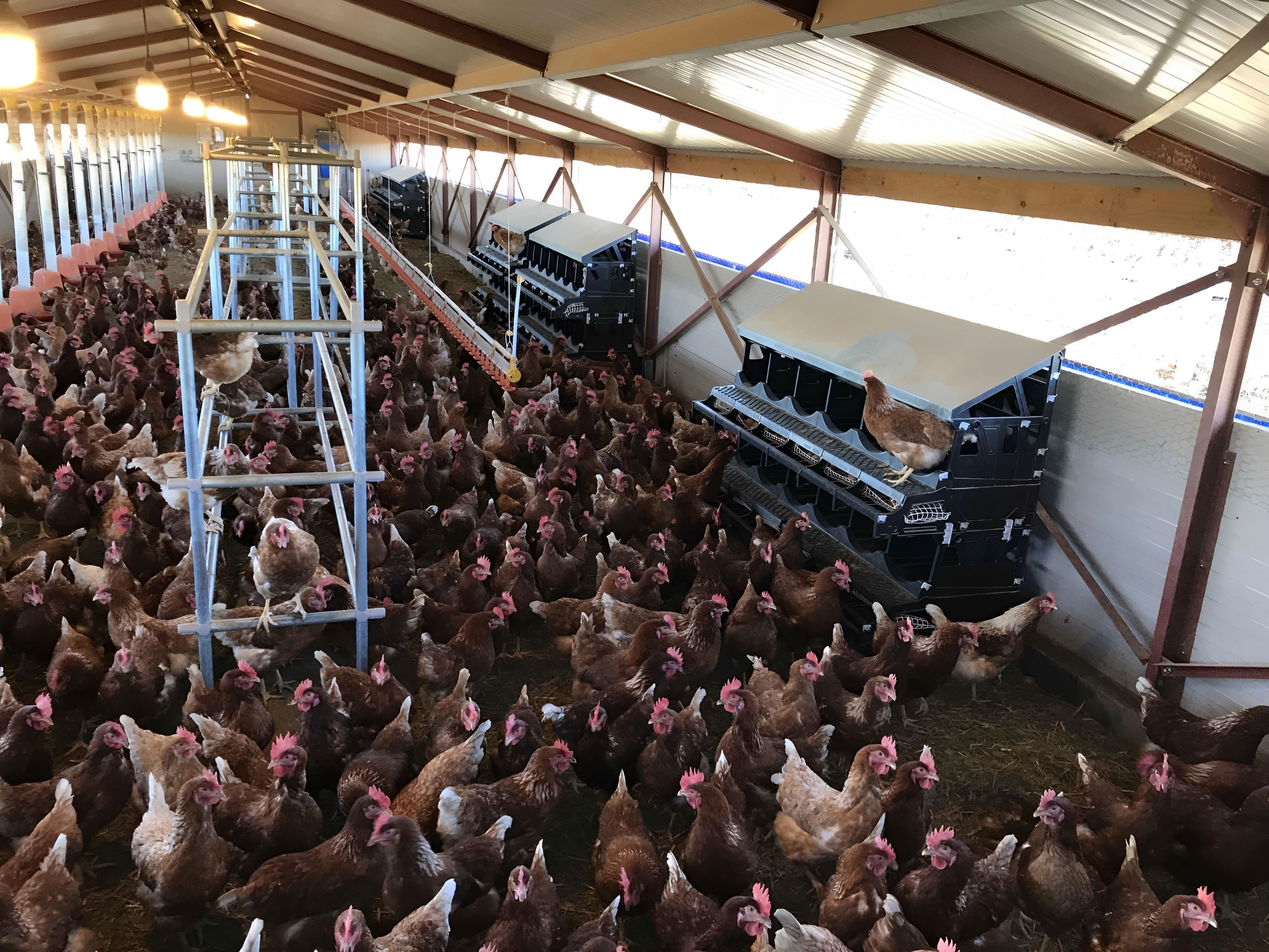 Infrastructure déplaçable pour élevage de poules pondeuses
