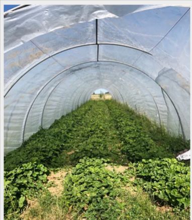 Tunnel mobile débâchable pour cultures maraîchères