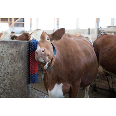 Brosse murale en polyamide - hauteur 5 cm - idéale pour étables - nettoyage et soin du poil_1