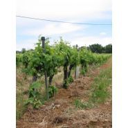 Mets-eme01 - Épampreuse mécanique Magnetto - 2 rotors à entraînement hydraulique avec panneaux inox réglables_1