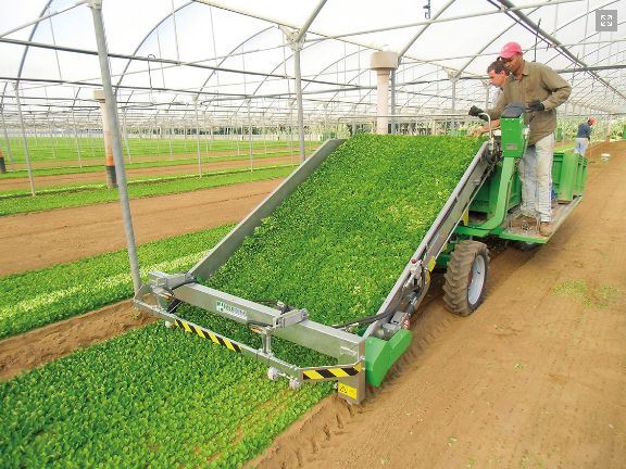 Récolteuse Slide Valeriana - Hortech SRL - pour mâche - vitesse max 10 km/h - système de coupe moderne_1