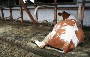 Tapis de couchage en rouleau Wela Longline - Agriest - pour stabulation libre avec souplesse optimale et surface élastique_1