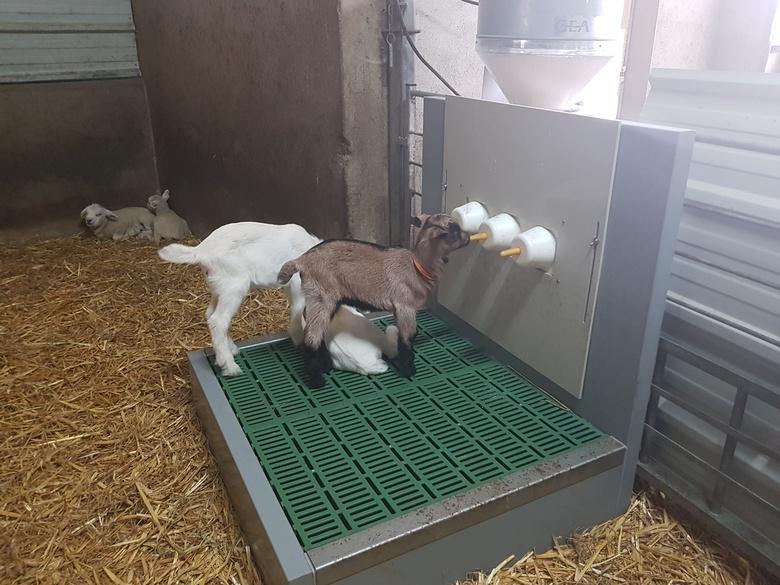 Station d'allaitement des chevreaux pour une bonne hygiène et un nettoyage facilité  -  ORELA_1