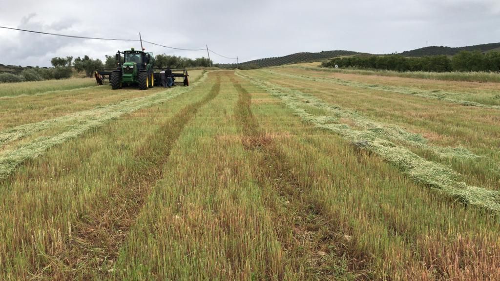 Faucheuse andaineuse SW - Moresil S.L - tailles disponibles 6,50 m, 7 m et 7,50 m - contrôle hydraulique, moulinet réglable et options pour récolte de colza_1