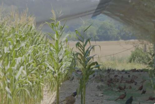 Volière d'élevage solaire photovoltaïque_1