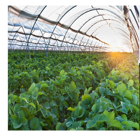 Films agricoles - MAM Plastique - stabilisé, neutre pour meules, ensilage, tunnels, paillage et rigoles_1