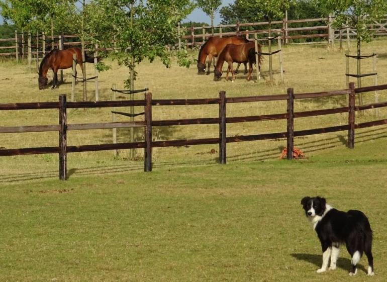 Massive - Clôture en bois pour chevaux - De Sutter Naturally - Hauteur 1m20 à 1m30 - Poteaux ronds robustes et assemblage sans clous ni vis_1