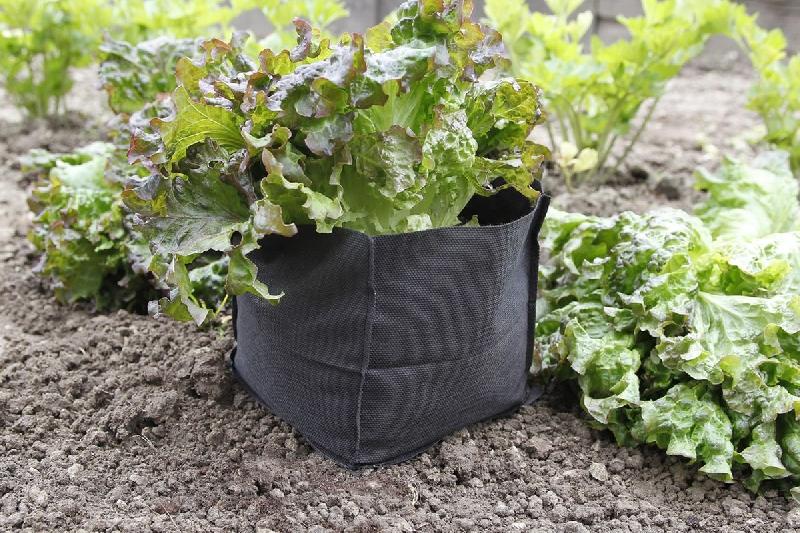 Lot de 12 sacs de protection pour salade - Bag Biocontrol_1