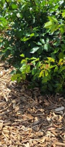 Paillage en bois - Copeaux de bois naturel - Conditionnement en big bag 1000L ou vrac_1