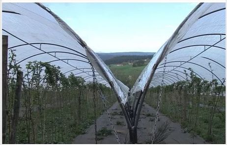 Serre tunnel professionnelle spécial fruits rouges - Largeur 6m - Serres Natural_1