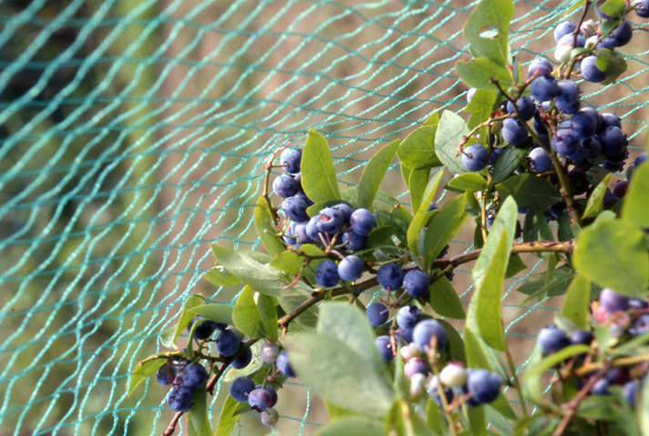 Filet de protection anti-oiseaux en PEHD - maille 25x25 mm - vert - 15 G/M²_1