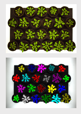Phenoaixpert - phénotypage - lemnatec_1