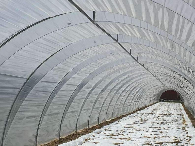 Serre tunnel  à travée unique - Montage et démontage rapides - conçue pour la Production horticole - Tunneleasy_1