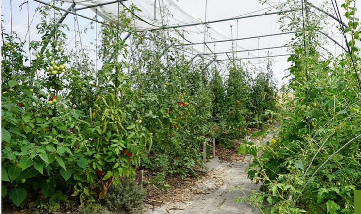 Serre tunnel PRO - Serres Natural - largeur 6m avec bâche enterrée et demi-pieds droits_1