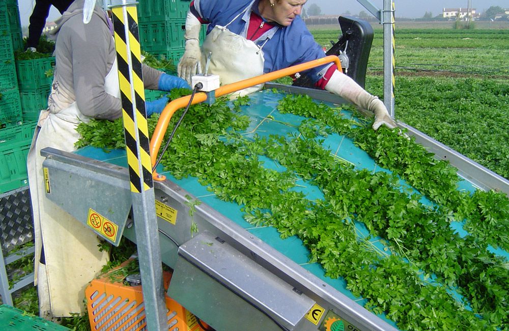 Récolteuse de persil optimal green line 2 - ortomec srl_1