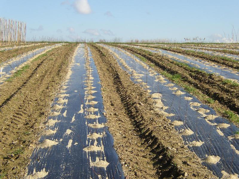 Film de paillage cellobio*_1