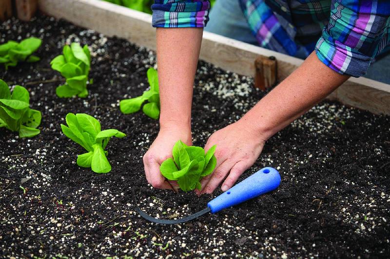 Griffe à main Cobrahead® polyvalente - lame en acier rigide - manche en plastique recyclé - 22 cm - Johnny's Selected Seeds_1