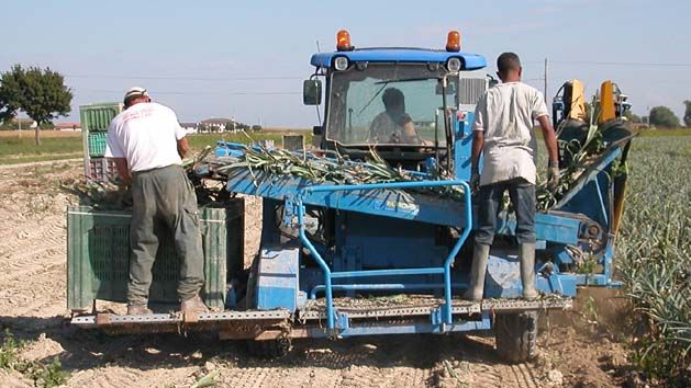Récolteuse de poireaux P250 - Carpi Meccanica S.N.C - mono-rang demi-porté, courroies souples, soc oscillant hydraulique_1