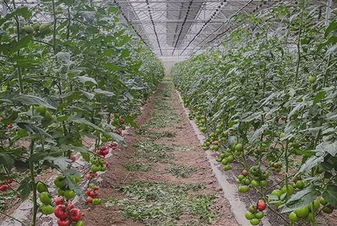 Serre photovoltaïque innovante pour la protection des cultures des aléas climatiques et des ravageurs_1