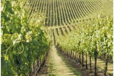 Appareil anti-calcaire sans sel et sans chimie, idéal pour réduire le calcaire sur les conduites, sprinklers et filtres dans l'exploitation viticole  - vulcan_1