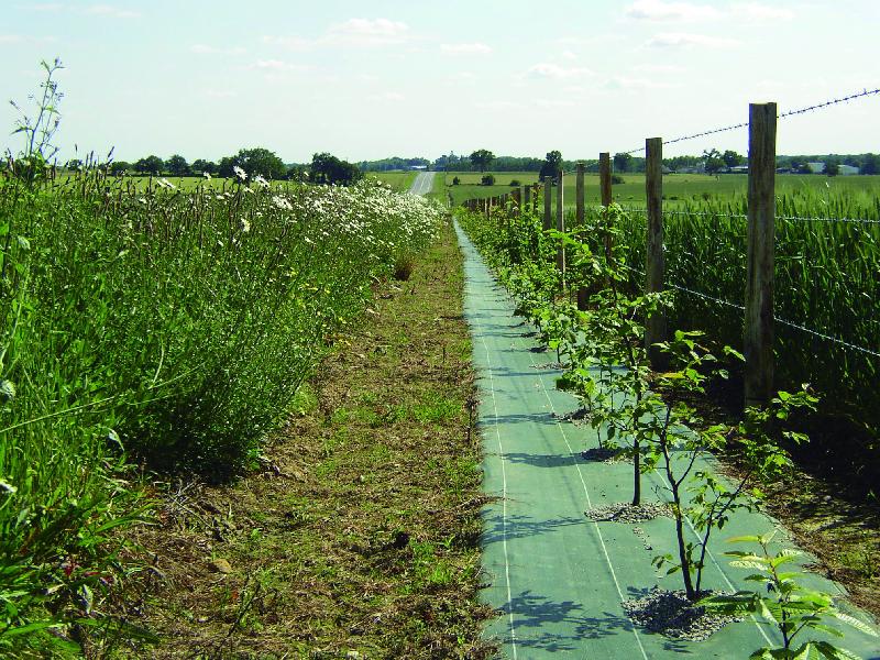 Toile de paillage étroite verte - 50cm, 7 kg_1