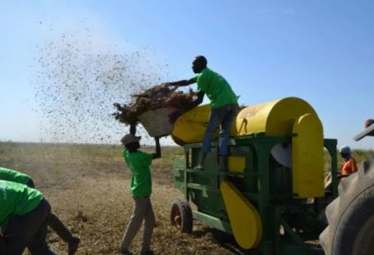 Batteuse d'arachide mécanique - Capacité 1000kg à 1500 kg/heure - RÉF. CKL03-ET_1