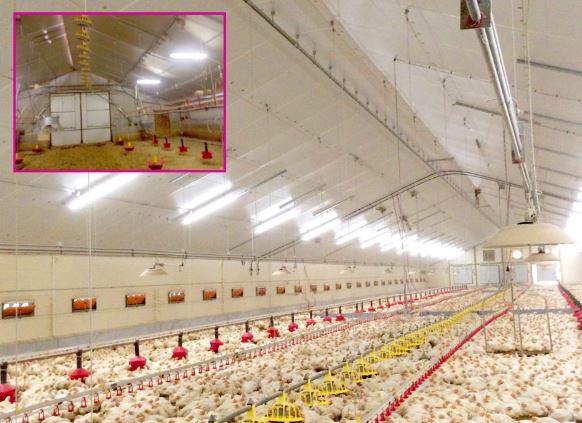 Rénovation totale ou partielle de bâtiment avicole pour l'optimisation de votre atelier de production - COQUELIN BATIMENT_1