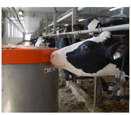Robot repousse-fourrage Orbi-Feed - alimentation et stimulation quotidienne des vaches avec système rotatif et détection d'objets_1