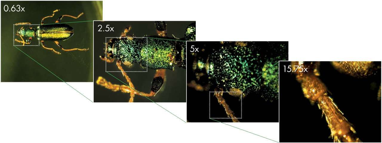 Nikon smz25-smz18 : stéréomicroscopes de recherche_1