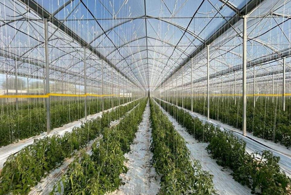 Serre à travées multiples  utilisée dans toutes les zones climatiques - Multiart_1