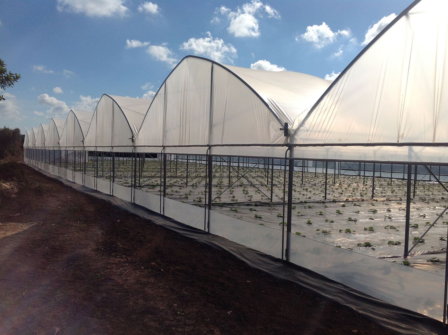 Multimed - serre multi chapelle Europrogress - hauteur au tirant de 2,5 à 3,5 m - milieu de gamme pour pays chauds_1