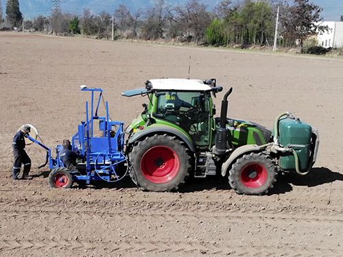 Oliva i - planteuse - vinomatos_1