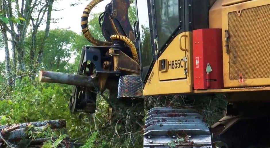 Tête d'abattage 575 Tigercat - largeur maximum 1 990 mm - robuste et productive pour divers profils d'arbres_1