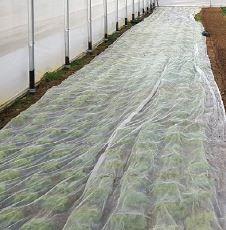 Filet anti-insectes Climabio* - 50m x 2.20m - Protection cultures plein champ et sous abris_1
