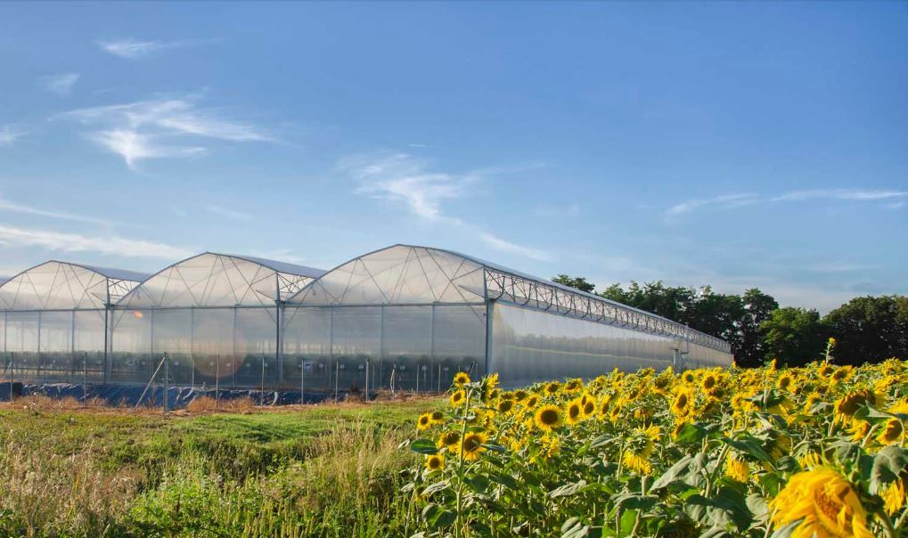 Serre technique Asy-starter pour cultures avec meilleure luminosité
