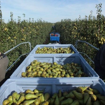 Palox maraîchage / fruits et légumes - 1200x1000 et 1200x1200 mm - Caisse-palette plastique solide et légère_1