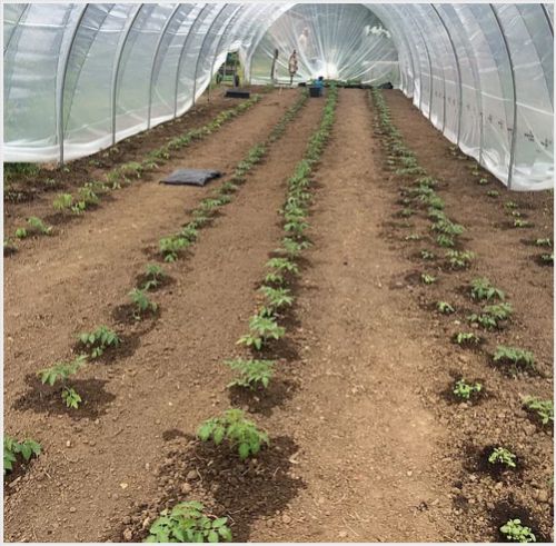 Rapid- serre tunnel - serres natural - larg. 4.00m_1