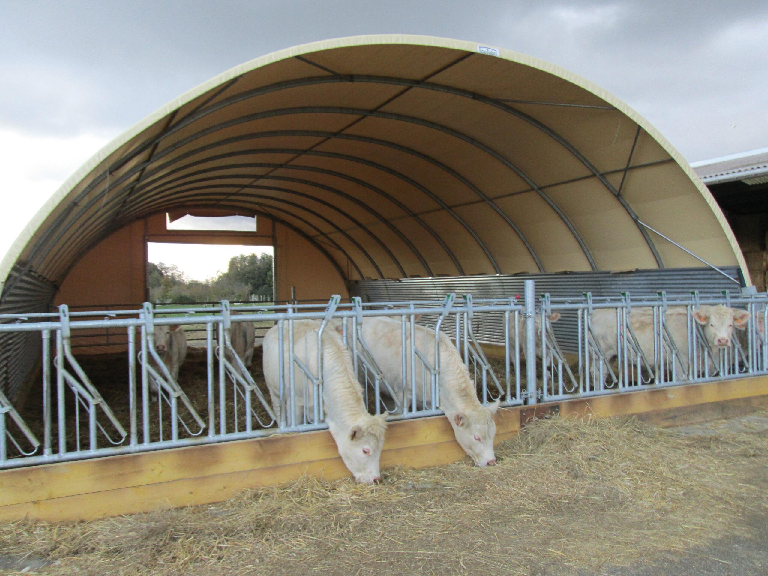 Bâtiment pour bovin à viande économique, simple et évolutif - Tunnel d'élevage TOUTABRI_1