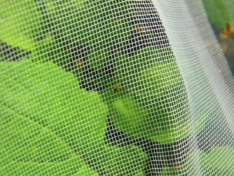 Filet anti-insectes BIOTIS 450 - 2.2x125m - Protection viticole et arboricole, traitement UV, 3 à 4 saisons_1