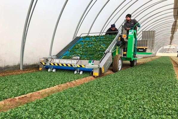 Récolteuse Slide Valeriana Eco Trax - Hortech SRL - électrique pour mâche - tracteur 15 kW_1