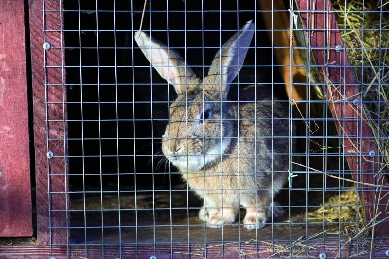 Grillage soudé gris pour animaux - H.1 x L.3 m - Maille H.19 x L.19 mm - Acier_1