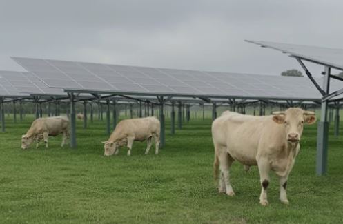 Parc ovin & parc bovin photovoltaïque_1