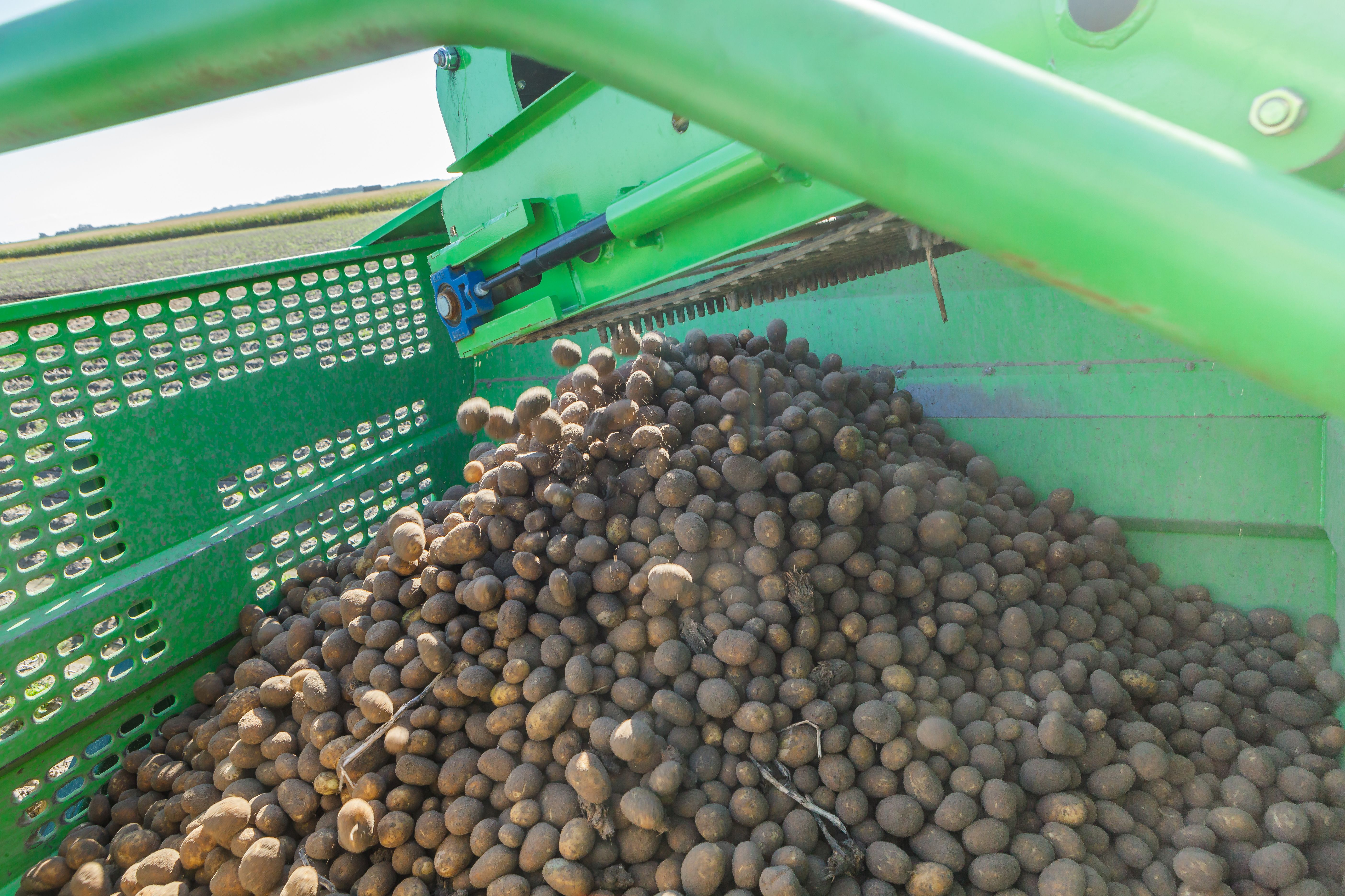 Arracheuse de pommes de terre robuste et performante Spirit 5200