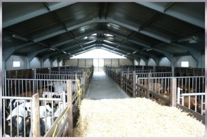 Charpente métallique pour l'élevage de veaux de boucherie_1