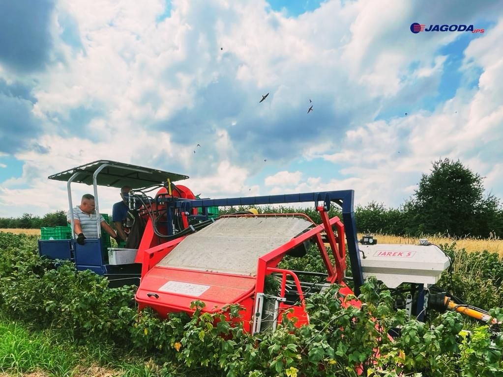 Récolteuse tirée par tracteur pour cassis et groseilles