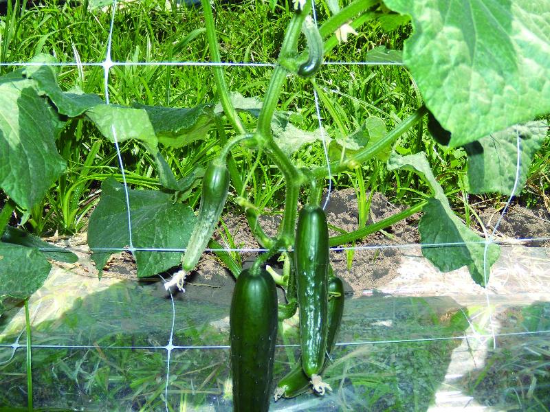 Filet à ramer blanc - maille rectangulaire 15x17cm - 500m de longueur - 2m55 de hauteur - Référence 883019_1