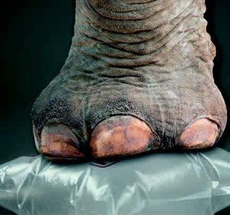 Coussin d'air - Système de calage - CIRRUS 45_1