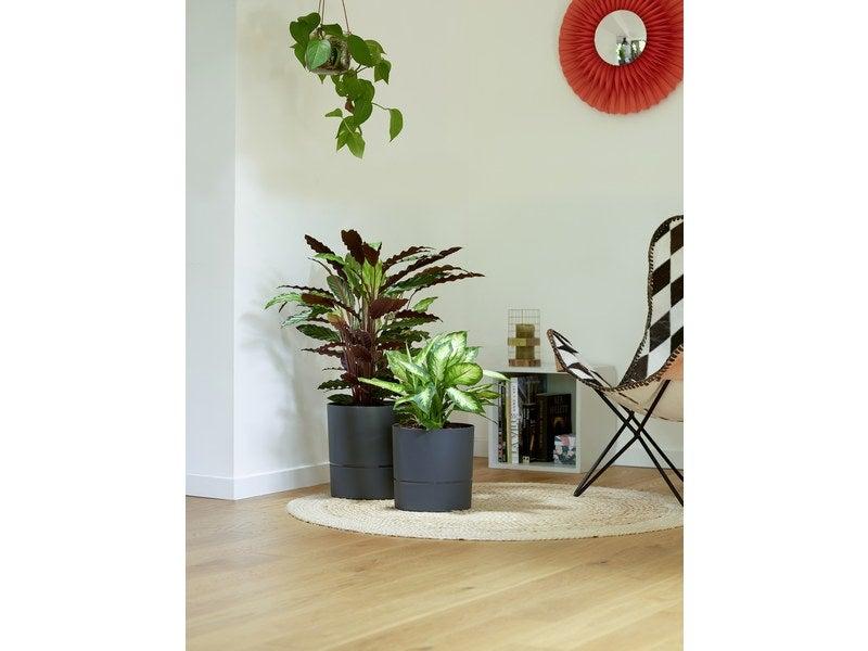 Pot rond en polypropylène - Aquaduo - Gris anthracite - Diamètre 24,3 cm - Avec réserve d'eau_1