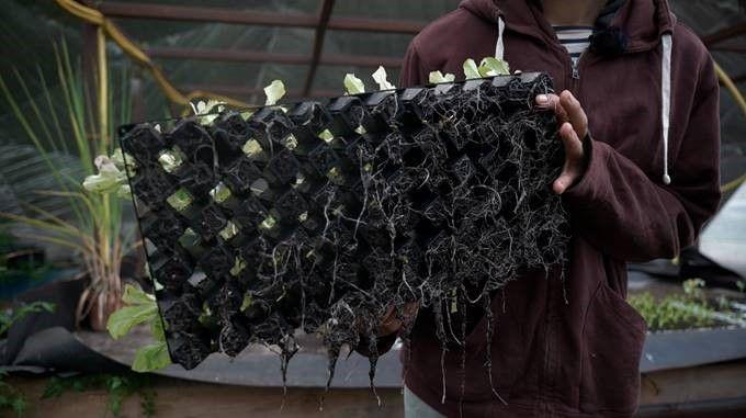 Winstrip  - lot de 5 plaques de semis - winstrip 50, 50, L4,06xl4,06xh6,91cm_1